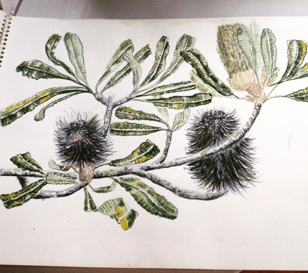 Banksia Serrata drawing