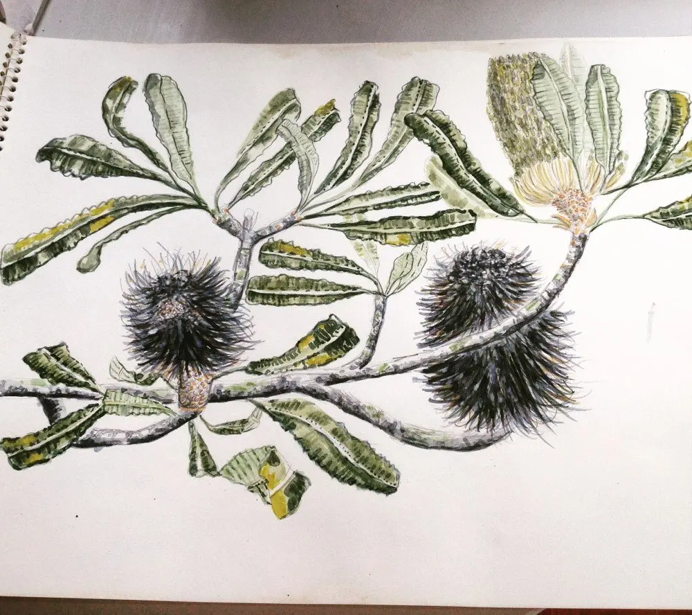 Banksia Serrata drawing