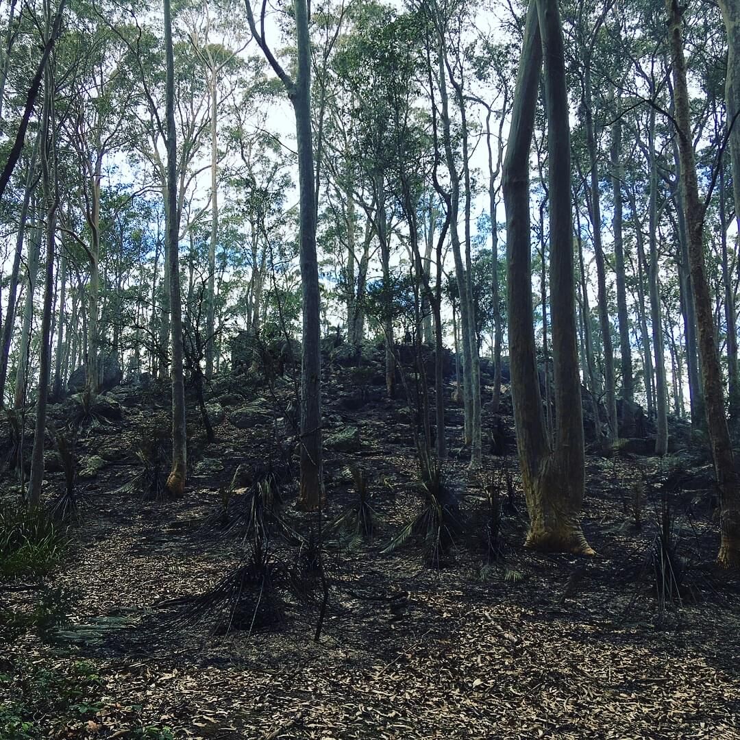 Bundanon trust cool burn fire aftermath