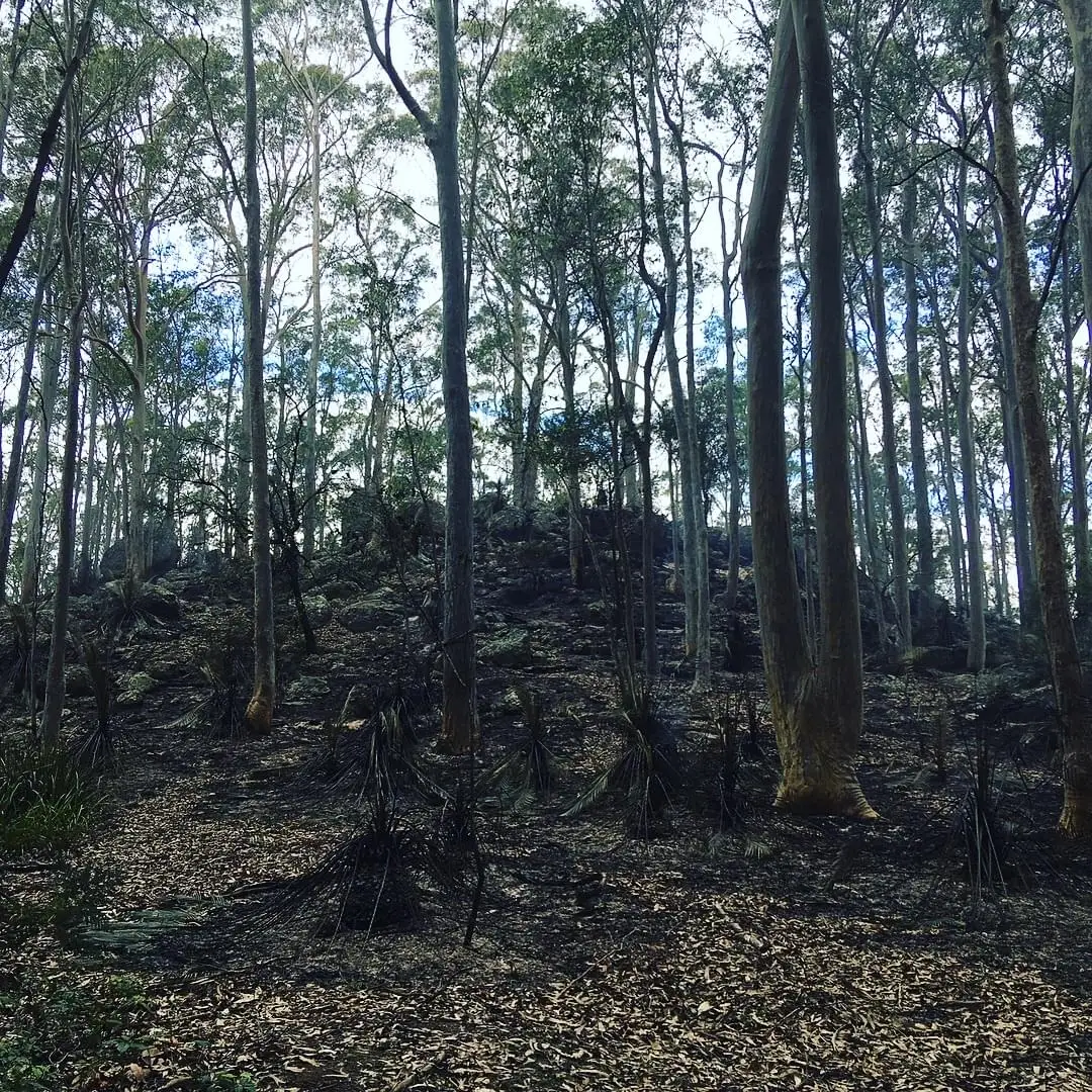 Bundanon trust cool burn fire aftermath