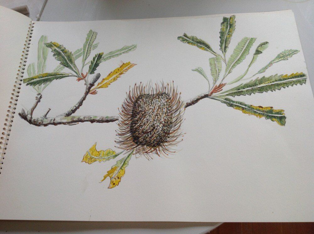 Banksia Serata drawing