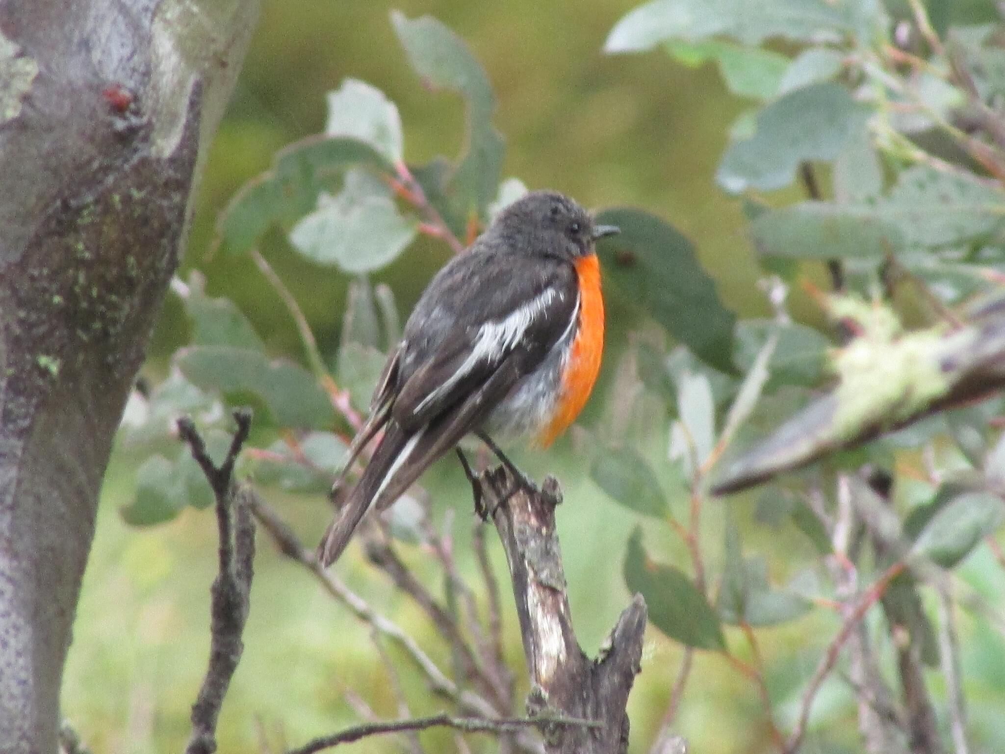 Falls Creek 4 flame robin